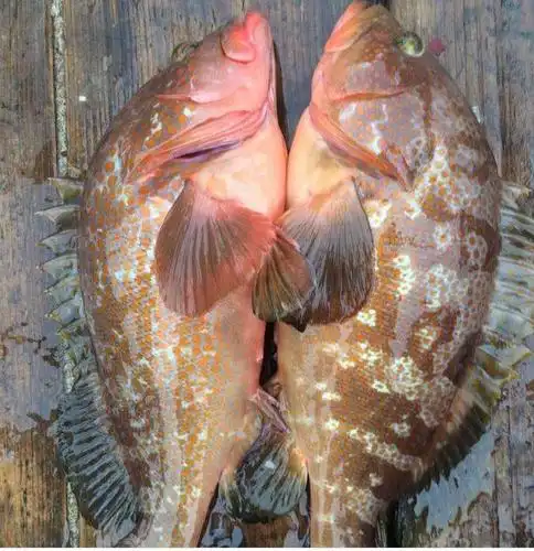 每天认识一种鱼(309)丨赤点石斑鱼:斑中极品