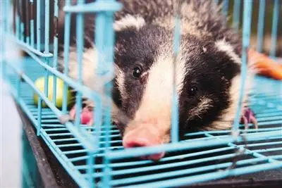 郑州闹市惊现猪獾被送往野生动物救护站