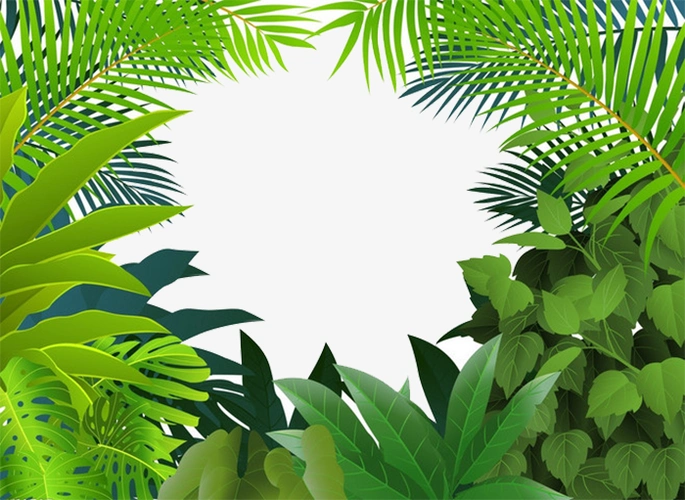 热带雨林丛林热带植物叶透明背景(658x480x72)