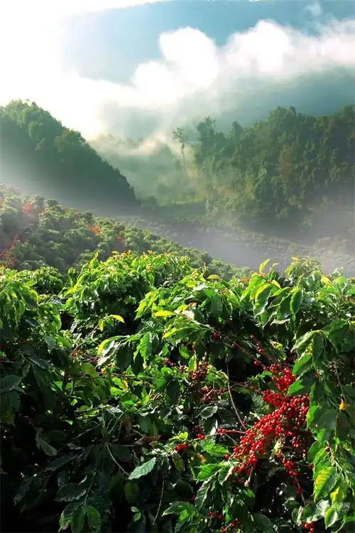 云南景洪:深耕一粒咖啡豆 走稳提质增收路