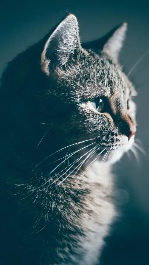 640_1138竖版 竖屏