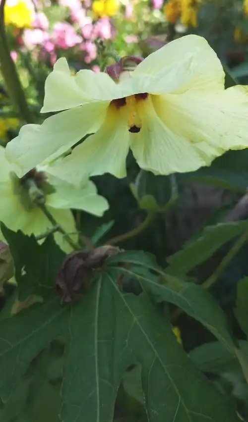 日月峡中草药434黄葵2