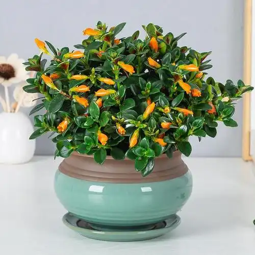 金鱼花吊兰植物盆栽,花开富贵年年有鱼