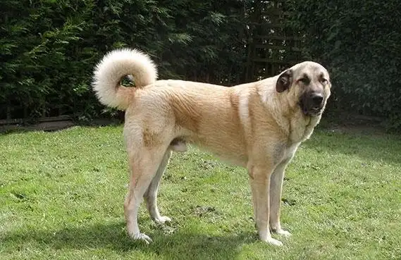 红棕色短毛一般友善大型宠物狗品种大全及图片_价格_长春宠物网