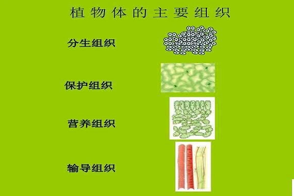 植物四大组织
