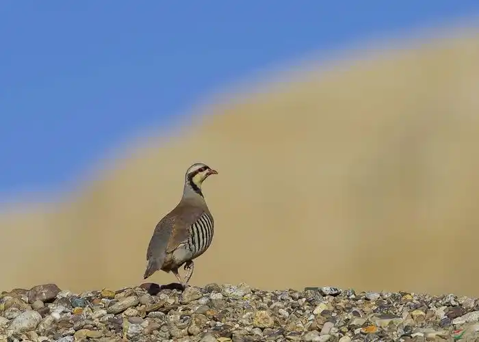 西藏行收获巴基斯坦国鸟石鸡