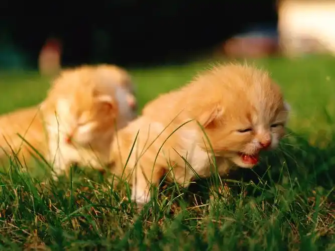 描述: 28 一个星期岁的小猫宝宝小猫 当前壁纸尺寸: 1600 x 1200