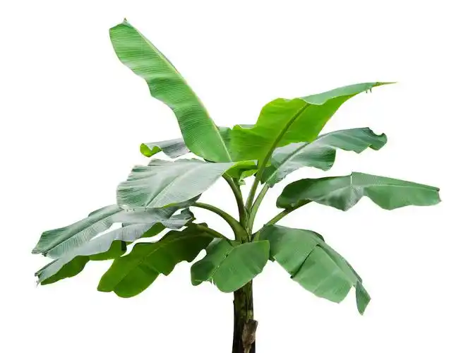 被白色背景隔离的香蕉树