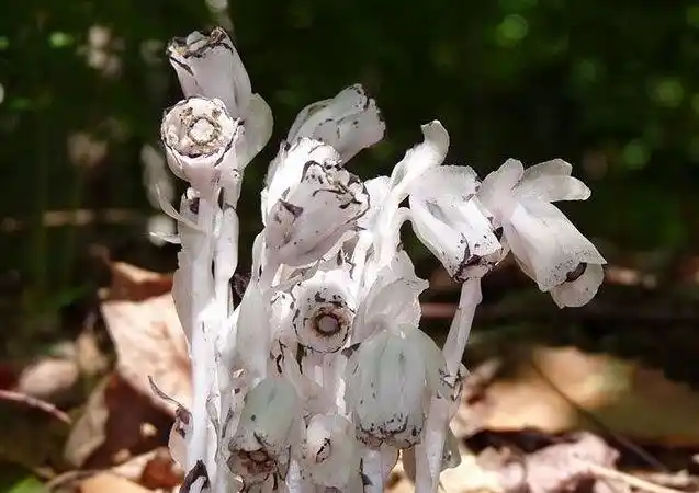 被称为"幽灵草"的它,到夜晚就发出白色亮光,如透明