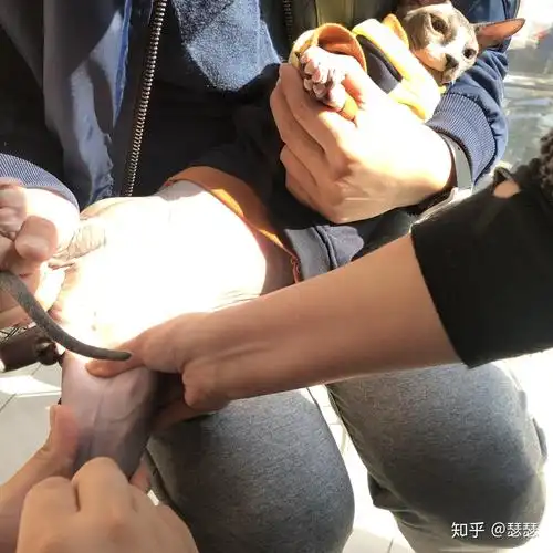 小球球木有蛋蛋了