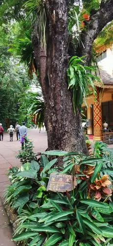 热带珍稀古树——铁刀木