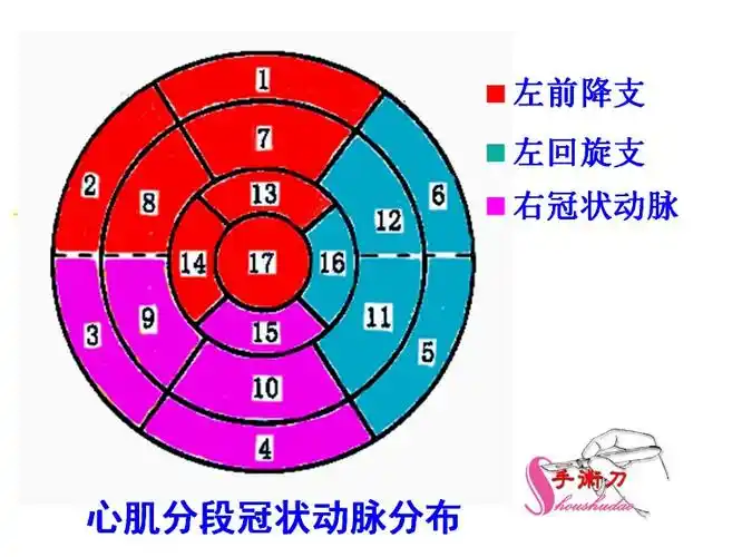 左心室分段的依据方法与记忆技巧