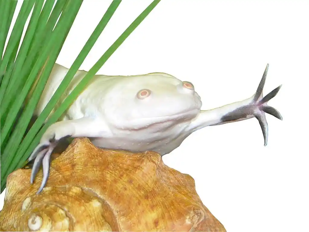 白色的青蛙,在白色背景上的白色青蛙