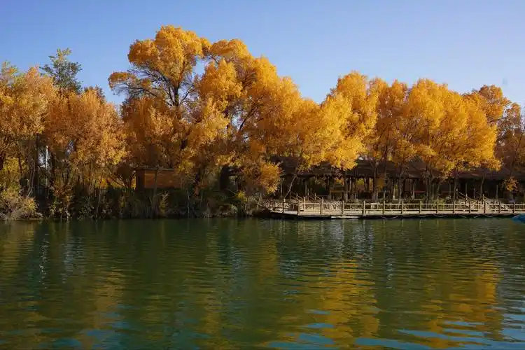 新疆泽普金湖杨2020-10-19