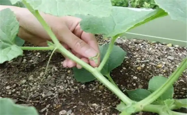 甜瓜留多少个瓜合适甜瓜整枝方式及注意事项