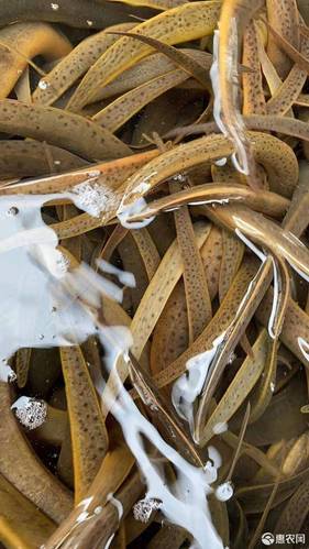 黄鳝孟加拉黄鳝5两-7两鲜活发货 包邮