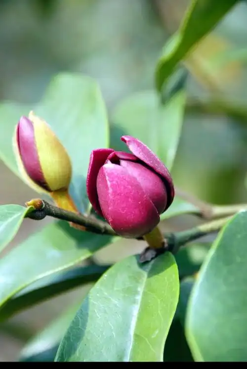 紫花含笑michelia crassipes law