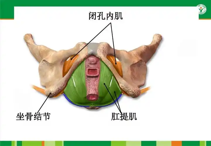 闭孔内肌 坐骨结节 肛提肌