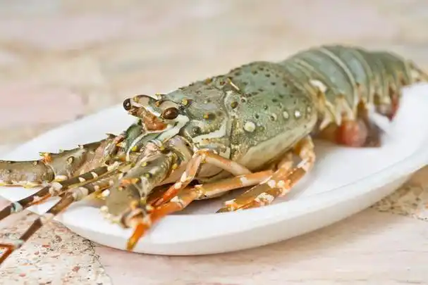 小青龙是什么龙虾?小青龙一只一般多少斤?