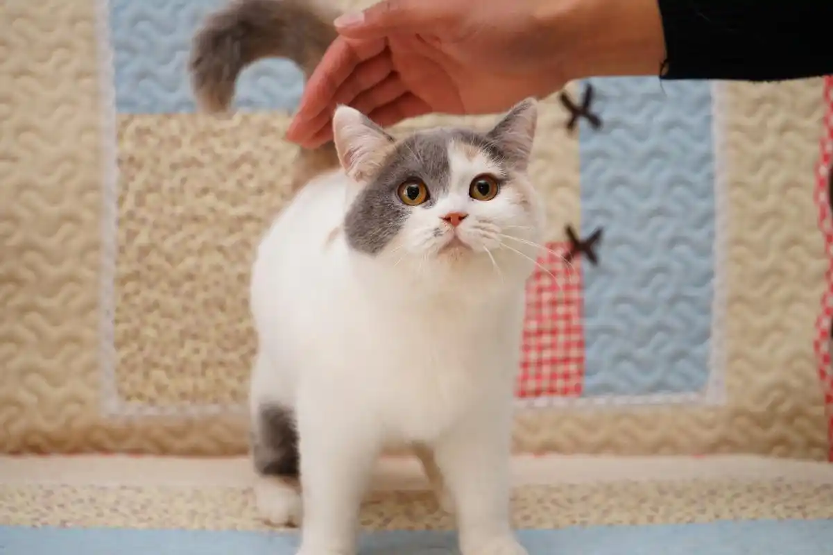 蓝猫和英短有什么区别微信