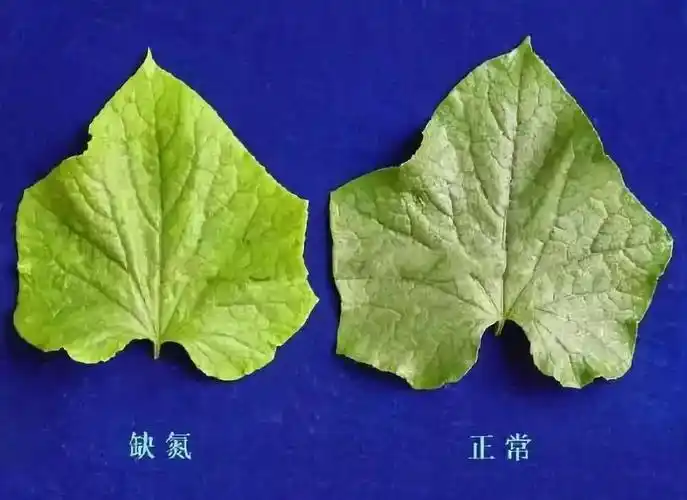 为啥说"氮"长叶子"磷"长果,"钾肥"不足长柴火?