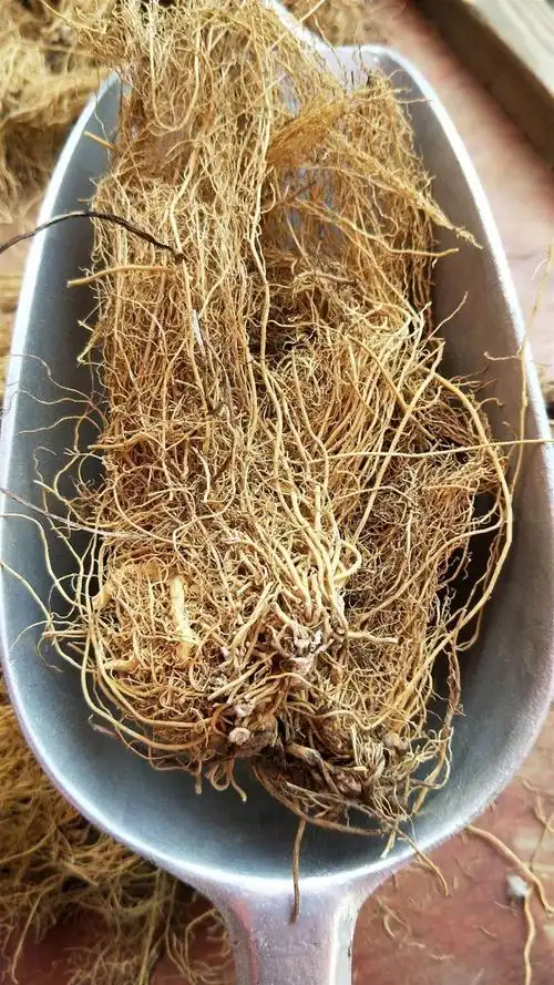 中药材批发白龙须