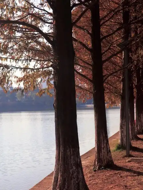 长沙周末烈士公园拍照秋天