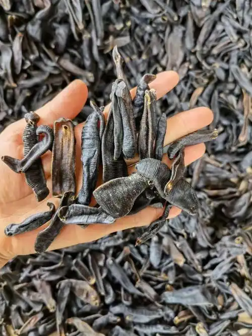 北京原料水蛭中药材蚂蝗水蛭干货金边水蛭片烫水蛭炒炙水蛭清水吊干