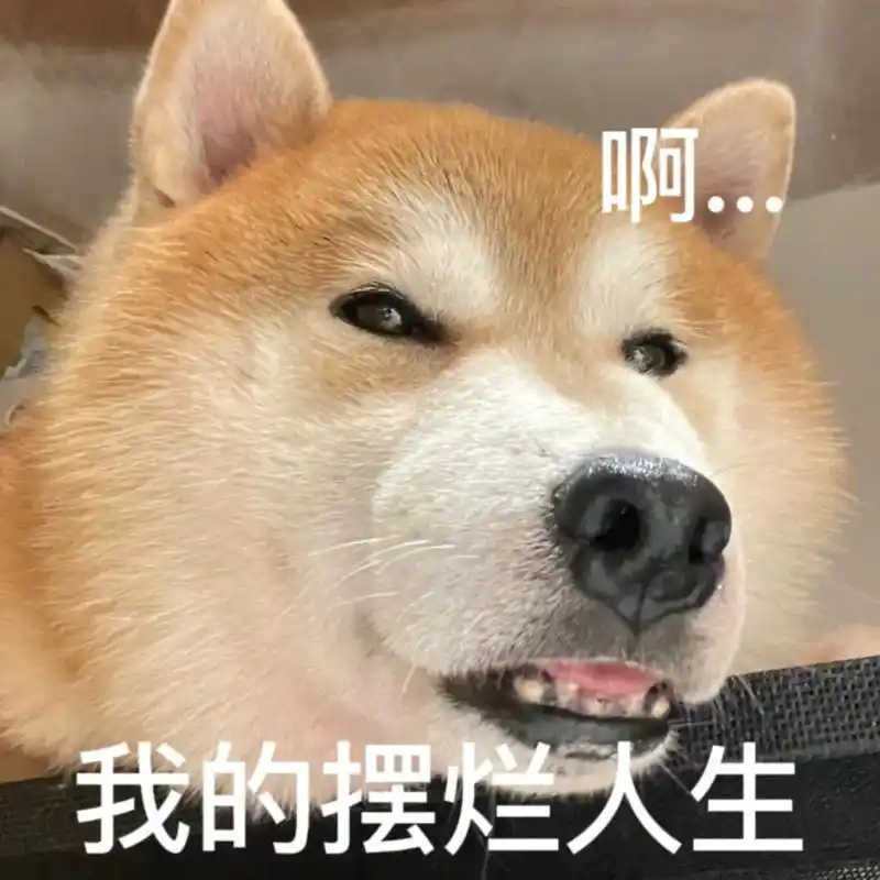 宝 多喝热水#萌宠 #狗狗 #萌宠出道计划 #表情包 #宠物 - 抖音