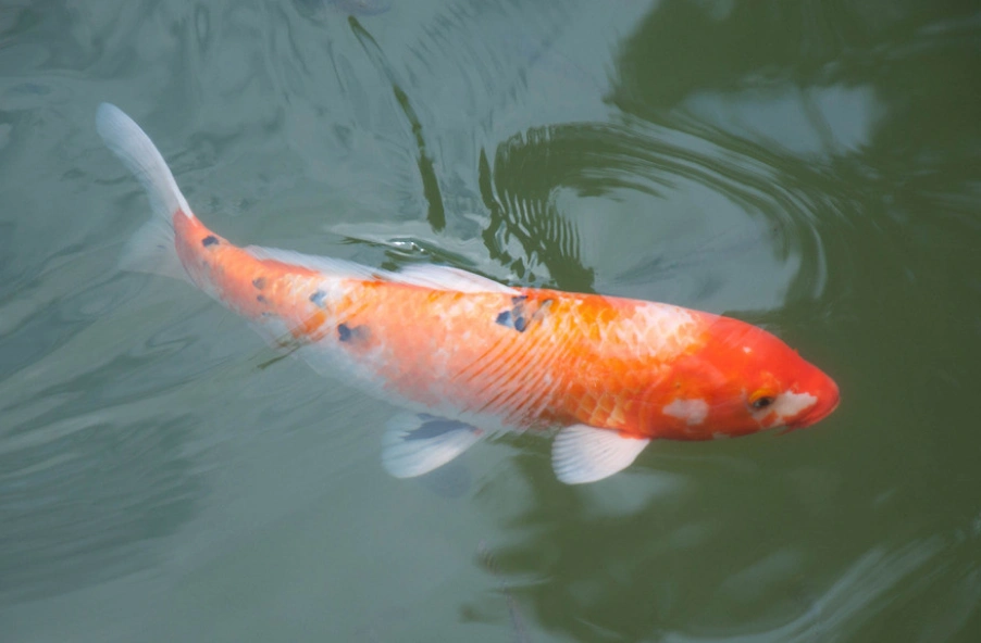 心理测试:4条红鲤鱼,哪条最显贵气?测你是天生的富贵命吗?