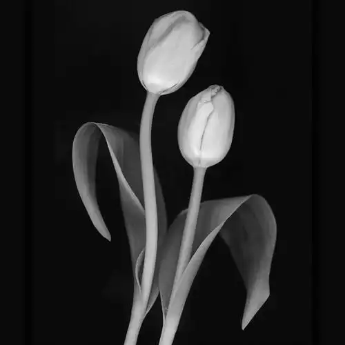 郁金香双生花头像