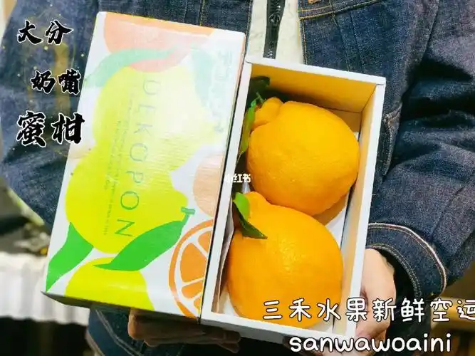 9591 大分奶嘴柑又名丑柑,太憨厚可爱