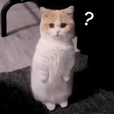 问号猫咪表情包