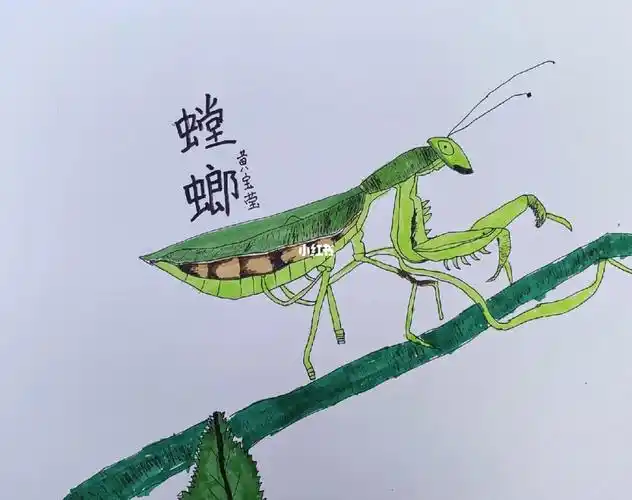 螳螂写生二三年级