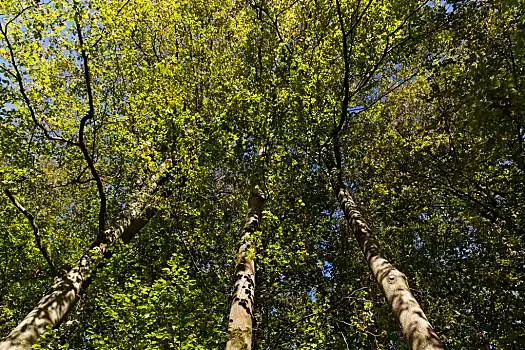 山毛榉,小树林,欧洲山毛榉,秋天,下萨克森,德国,欧洲