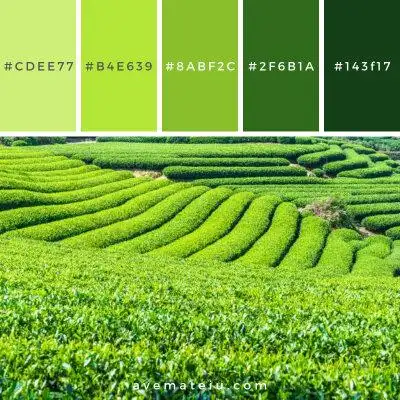 绿 配色