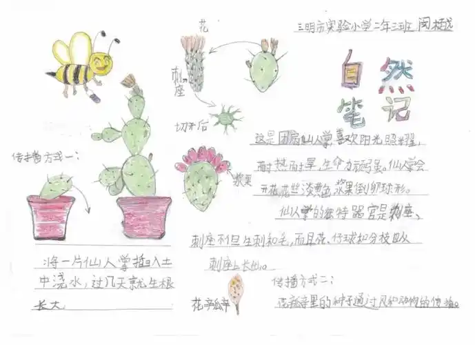 自然笔记全国青少年自然笔记大赛优秀作品欣赏第七期