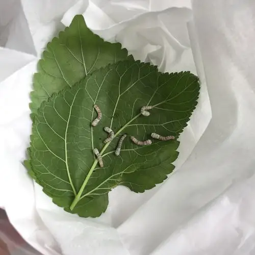 第二天,蚕宝宝长长了一点.