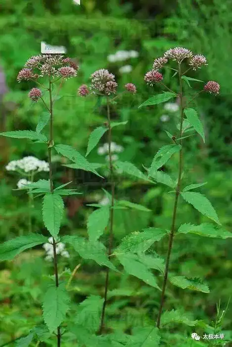 野马追见过吗能清肺止咳化痰平喘降血压