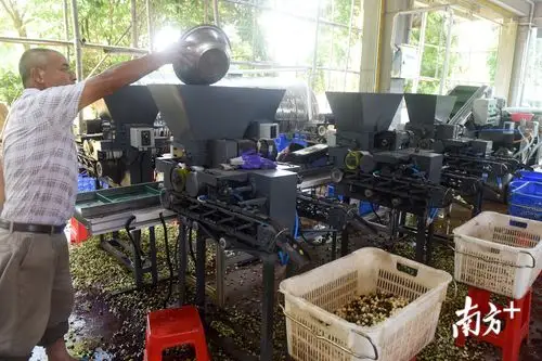 三嘉村引进莲子加工机器,图为莲子脱壳机械 南方日报记者 梁维春 摄