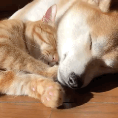 240_240gif 动态图 动图