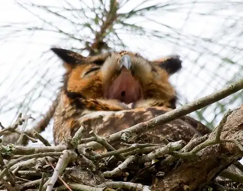 nasal cavity | flickr – 相片分享!