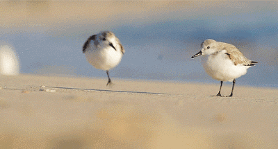 400_215gif 动态图 动图