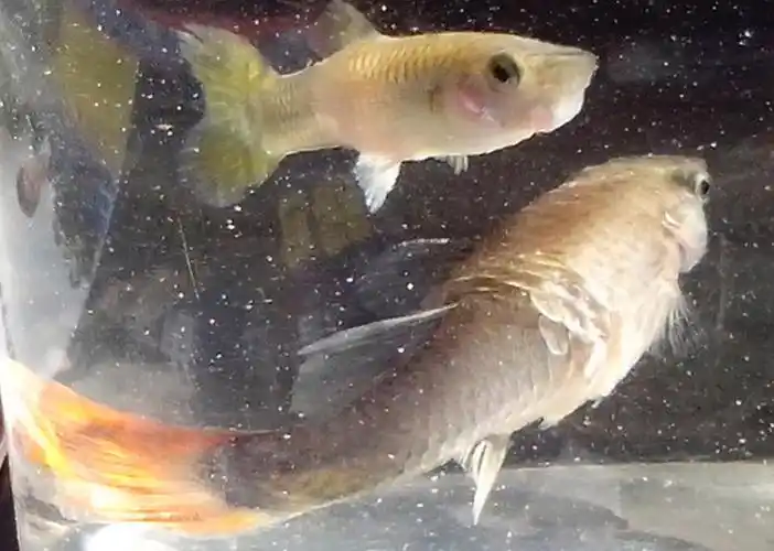 求问我的孔雀鱼起鳞片了是怎么回事啊