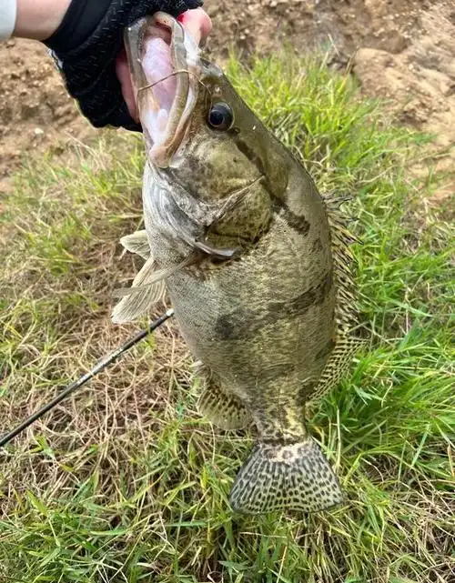 终极鳜鱼迷在线解答关于路亚鳜鱼的一切问题