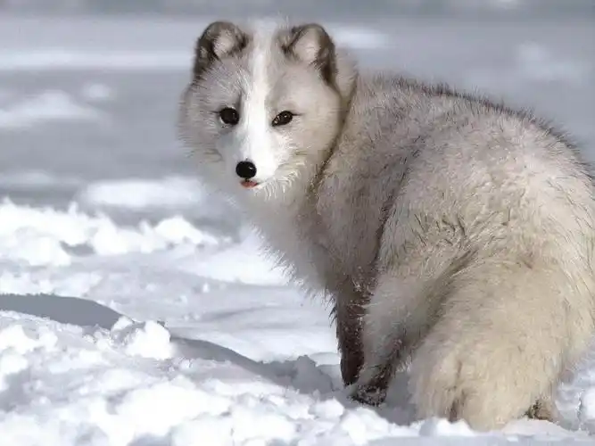 北极狐 - znpalyt - znpalyt的博客