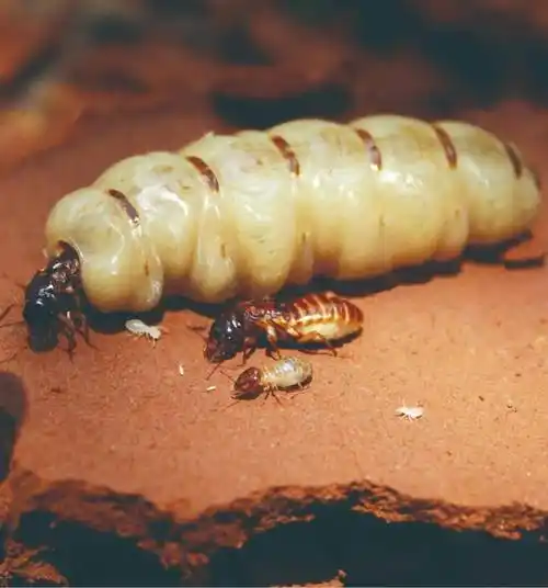 白蚁:"女王万岁!"_蚁后_寿命_工蚁