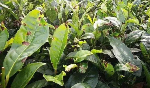 叶子焦枯可能是炭疽病作祟