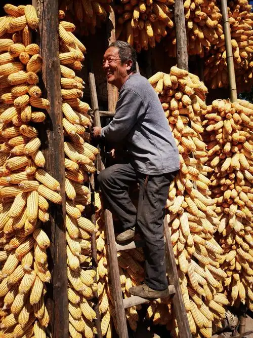 三峡下堡坪马宗岭村农民用玉米打造黄金屋,既可晒粮,又是一处原生态