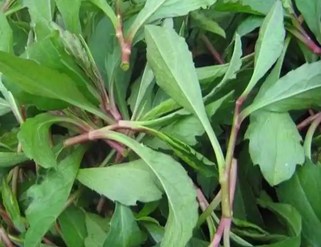 马兰头在农村又叫"鸡儿肠",这种养生野菜集市上卖10元/斤